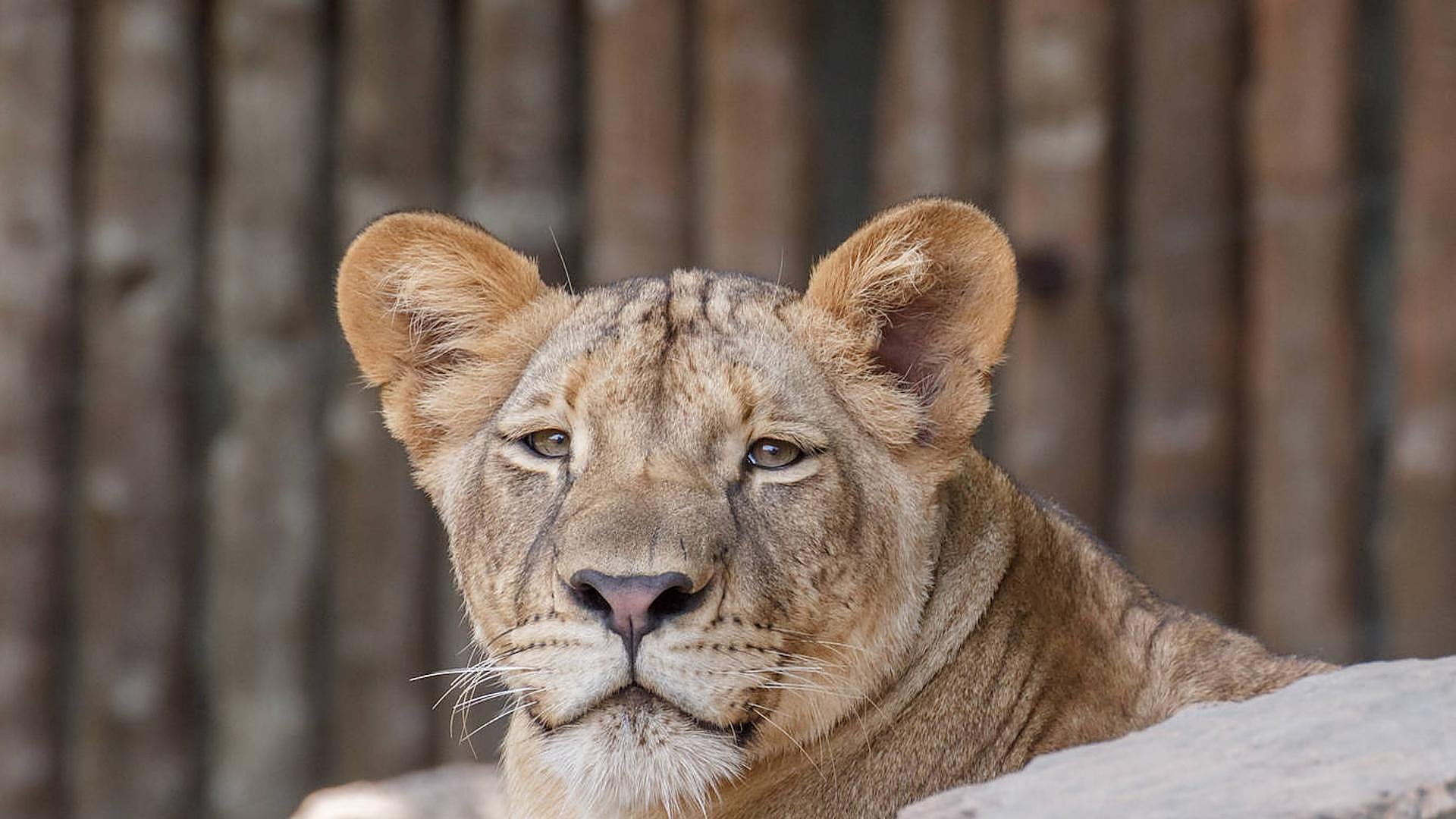 Buscan a una leona suelta en